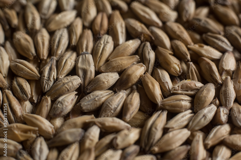 Background from whole grains wheat. Close-up groats, texture. Сereals for the production of alcoholic beverages and animal feed. Depth of field Background from whole grains wheat. Close-up groats, texture. Сereals for the production of alcoholic beverages and animal feed. Depth of field