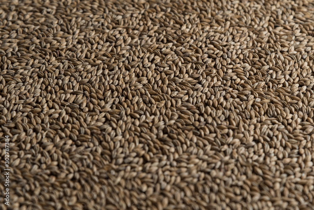 Background from whole grains wheat. Groats texture. Сereals for the production of alcoholic beverages and animal feed. Flat lay