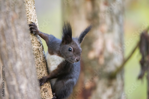 European brown squirrel in summer coat on a branch in the forest © were