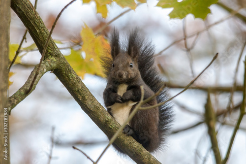 European brown squirrel in summer coat on a branch in the forest