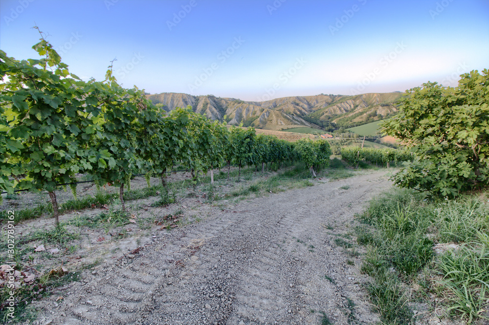 Vineyard in the Apennines - Tuscany - Italy Vineyard in the Apennines - Tuscany - Italy