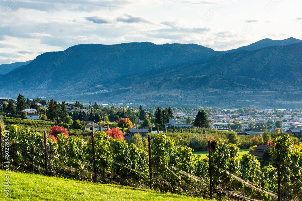 landscape view of a vineyard on the Naramata Bench in Okanagan Valley wine country