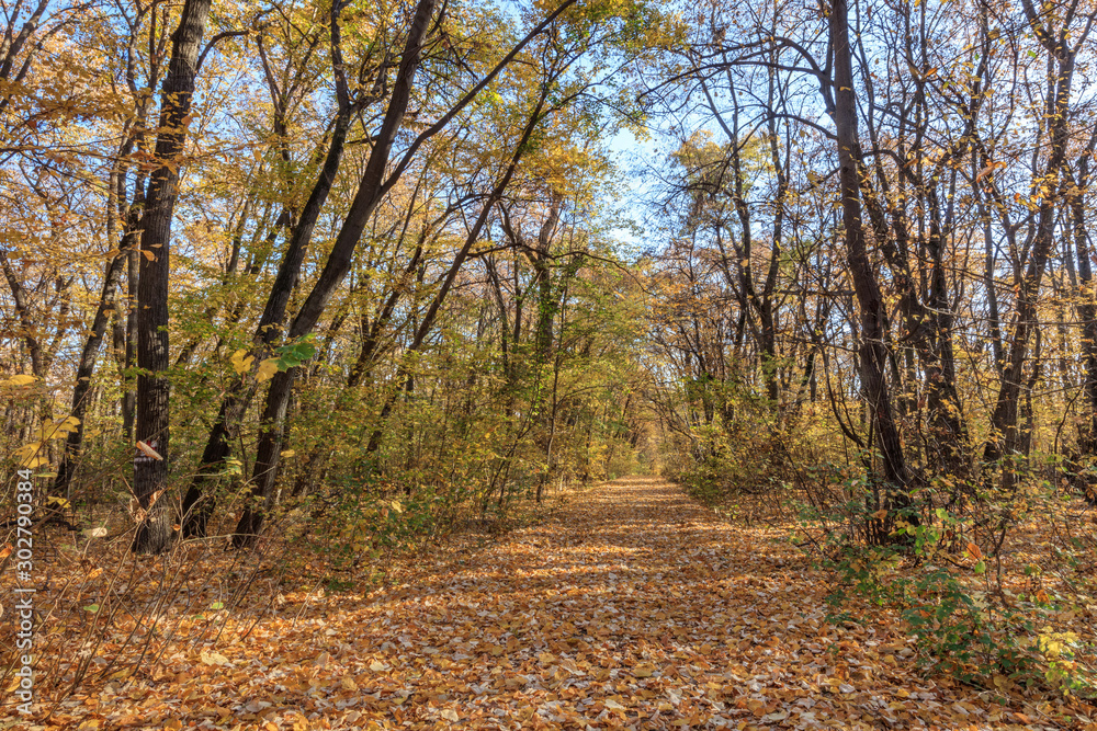 autumn forest