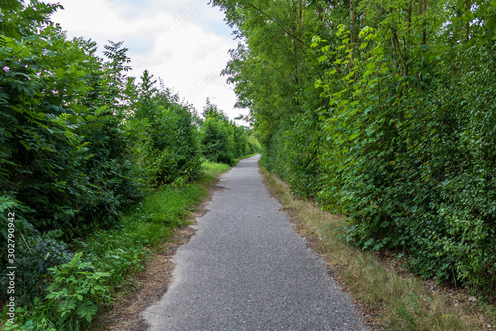 empty asphalt road in green rural landscape with trees in Bad Friedrichshall, Germany. Green path with diminishing perspective and vanishing point