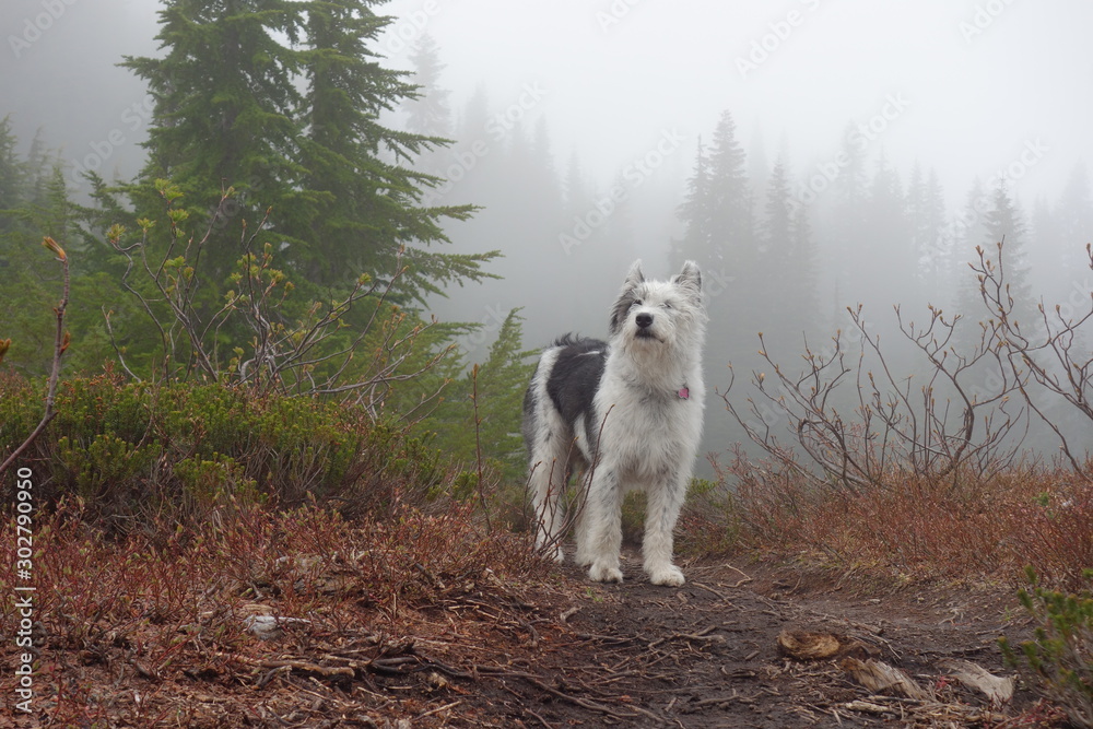 Obraz premium Landscapes of Washington State