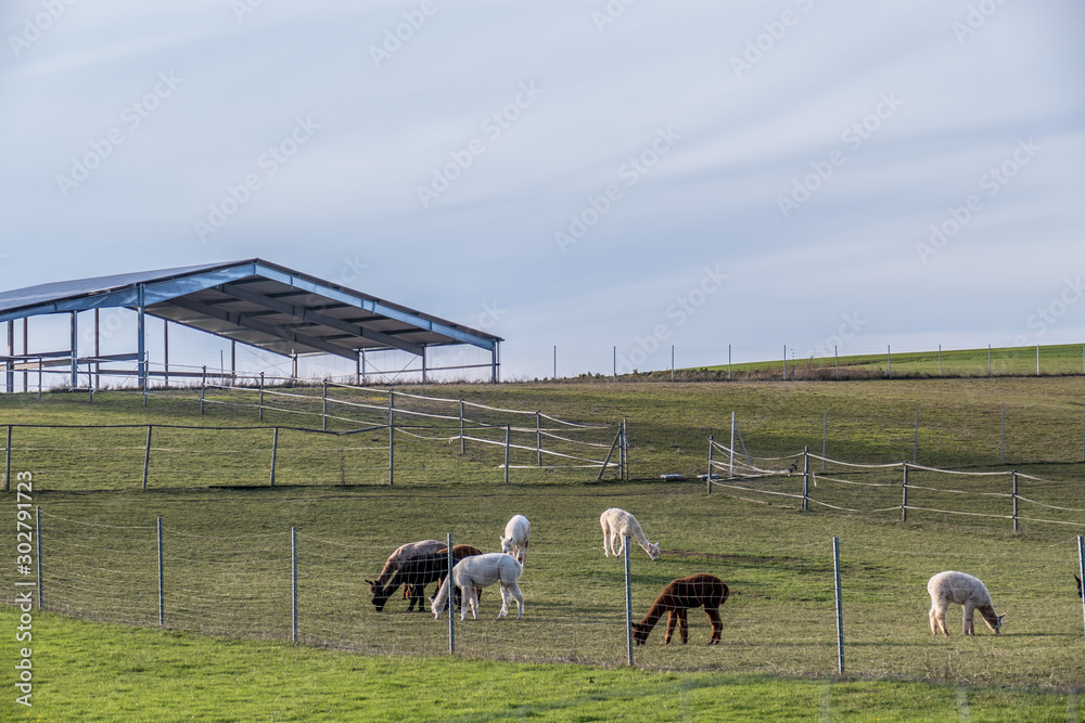 Obraz premium Alpakas grasen auf der Weide