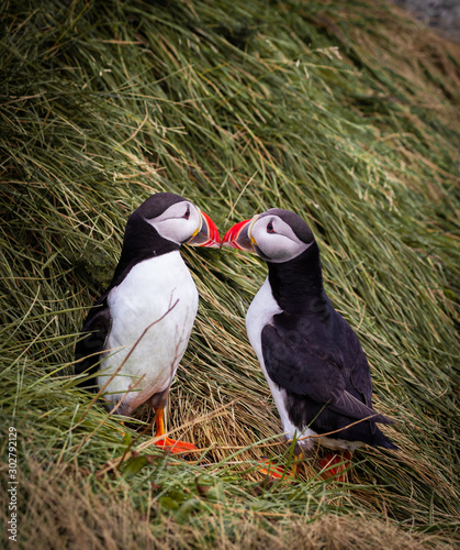 Plakat Iceland Puffins
