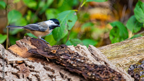 Fotografija Side View of a Black-Capped Chickadee in a Forest
