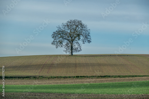 Einzeln stehender Baum im Herbst