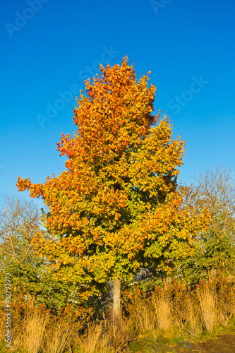 Beautiful and colorful tree in the fall/autumn.