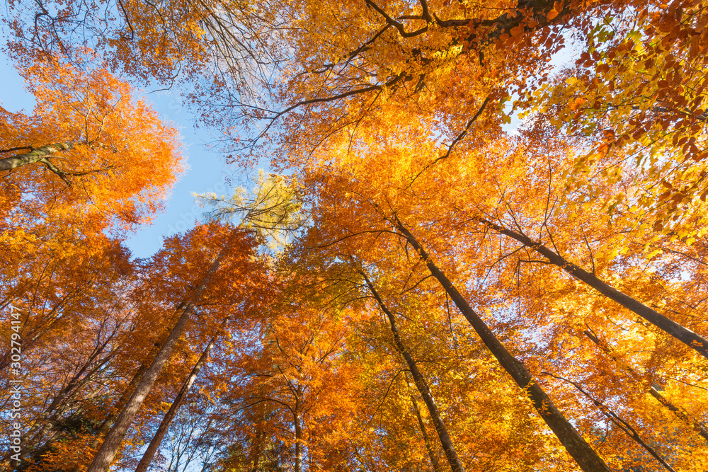 Autumn in the forest.