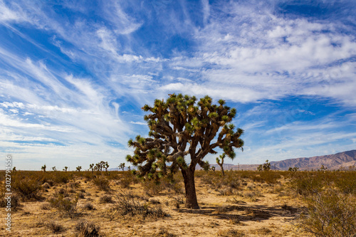 Joshua Trees in Mojave Desert on Summer Day