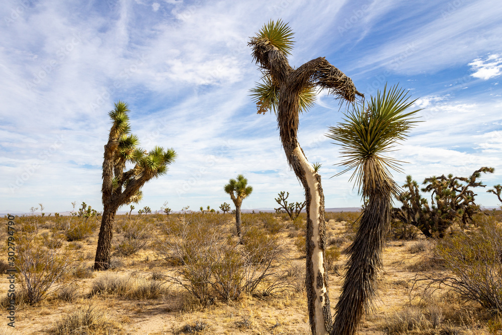 Joshua Trees in Mojave Desert on Summer Day Joshua Trees in Mojave Desert on Summer Day