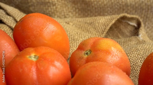 Close up view of red Fresh tomatoes with water drops on them rotating on a jute mat