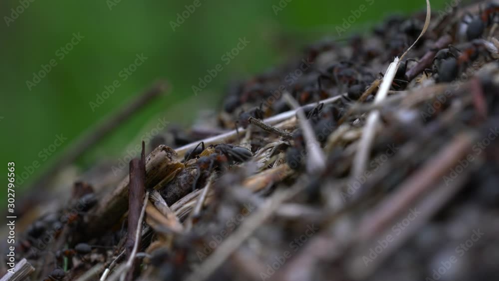 Ants collective build anthill- (4K) Ants collective build anthill- (4K)