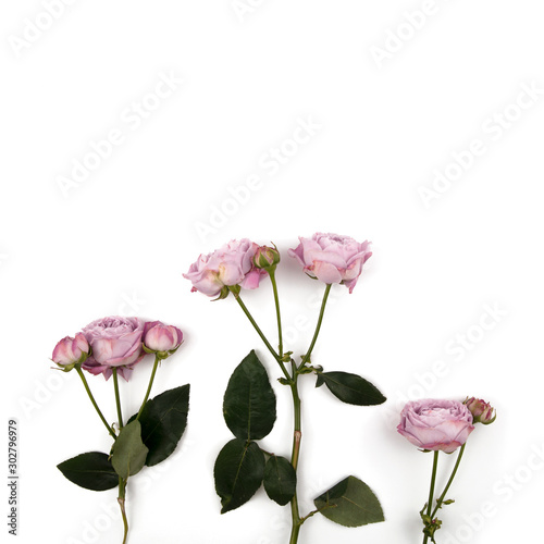 3 poses roses isolated on white background.