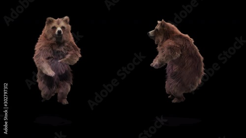 Bear Dance CG fur 3d rendering animal realistic CGI VFX Animation Loop  composition 3d mapping cartoon, with Alpha Channel