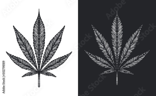 Hand drawn Marijuana leaf. Vintage engraved style Cannabis leaves on white and black background. Vector illustration