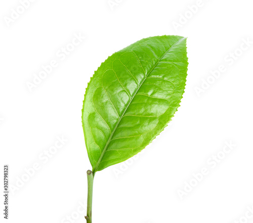 green tea leaf on white background