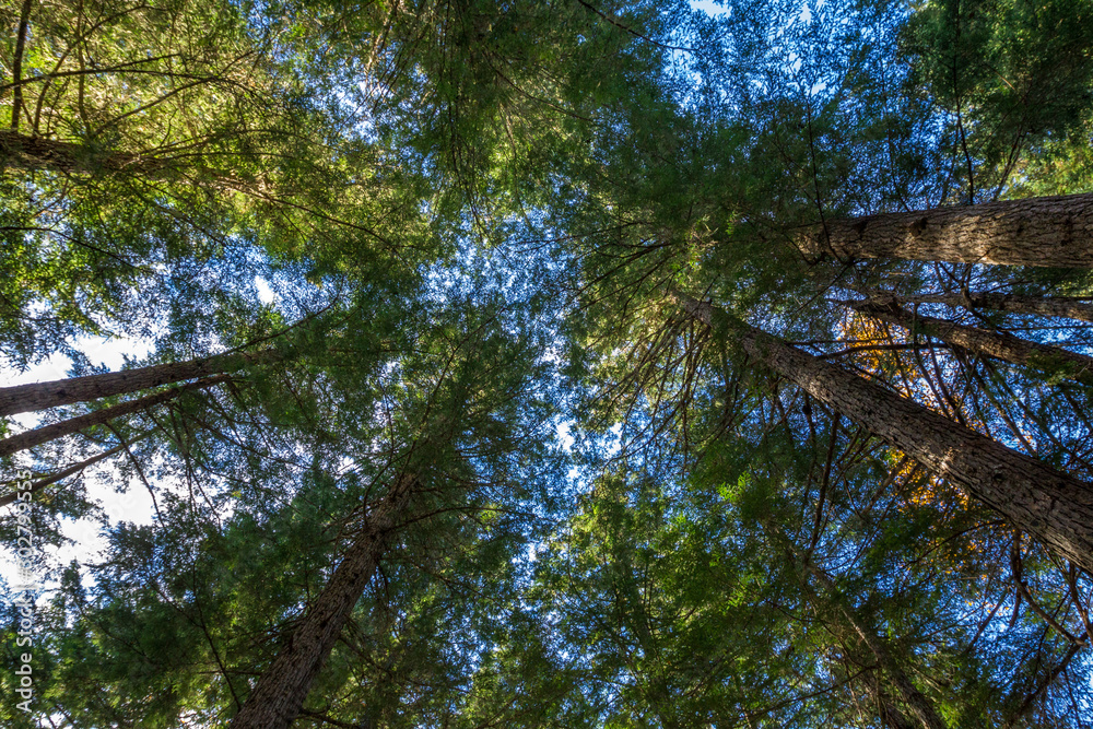 Obraz premium Forest Canopy