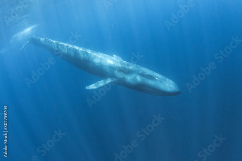 Blue Whale underwater