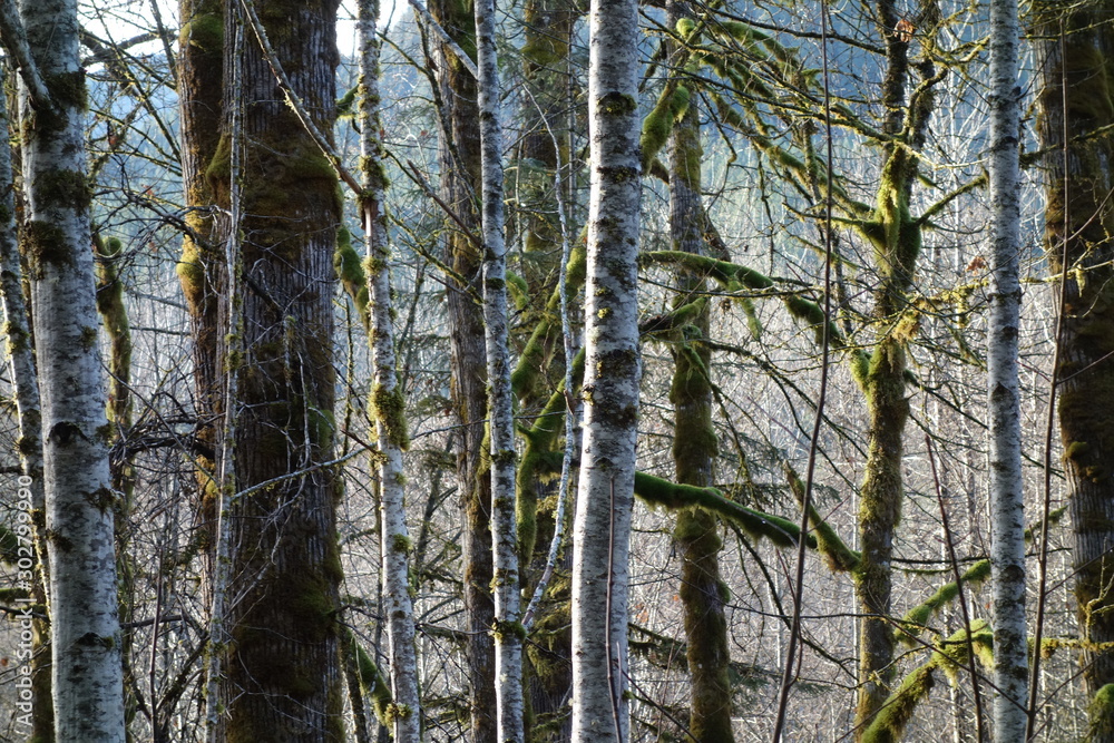 Landscapes of the Pacific Northwest Landscapes of the Pacific Northwest