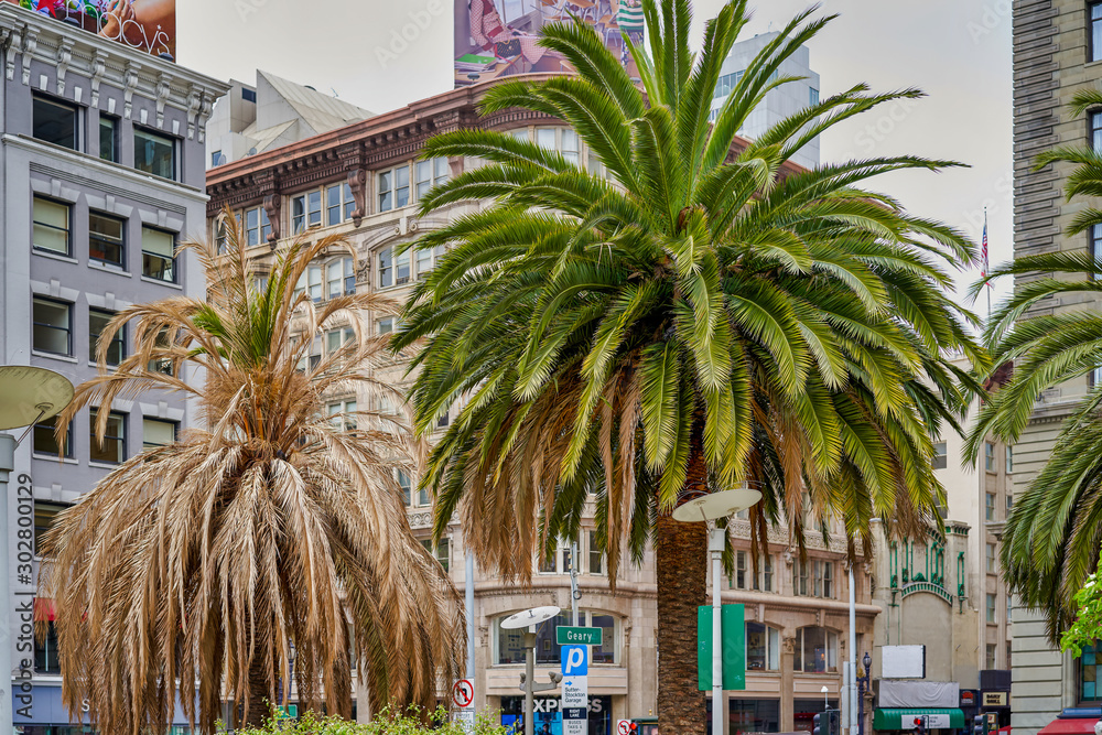 SAN FRANCISCO, CALIFORNIA, USA - May 14, 2018: urban landscape, buildings of municipal and commercial institutions, surrounding vegetation, palm trees