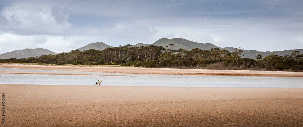 Naklejka premium Pelican on the beach, Hellyer Tasmania 