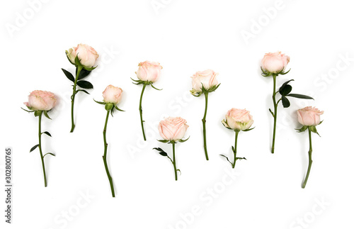 White pink rose flowers stems and leaves. In a row. Isolated on white background. View from above. Flat lay. View top. 