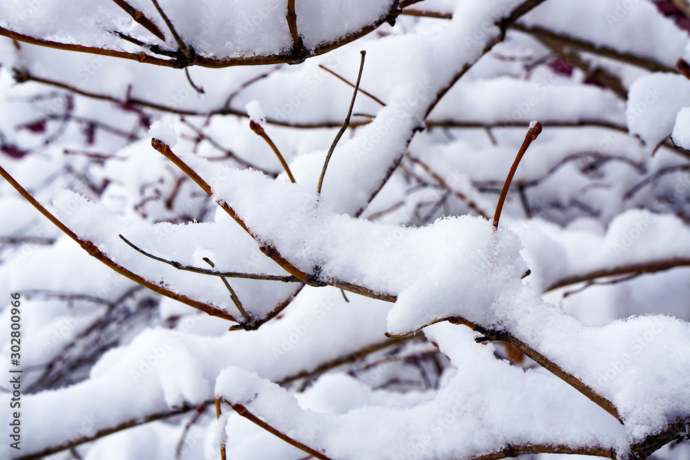 first snow, a thick layer on the branches and buds, incredibly beautiful background, natural refinement, white layers, shades, contrast, winter is near, the cold is here, calm peaceful texture first snow, a thick layer on the branches and buds, incredibly beautiful background, natural refinement, white layers, shades, contrast, winter is near, the cold is here, calm peaceful texture