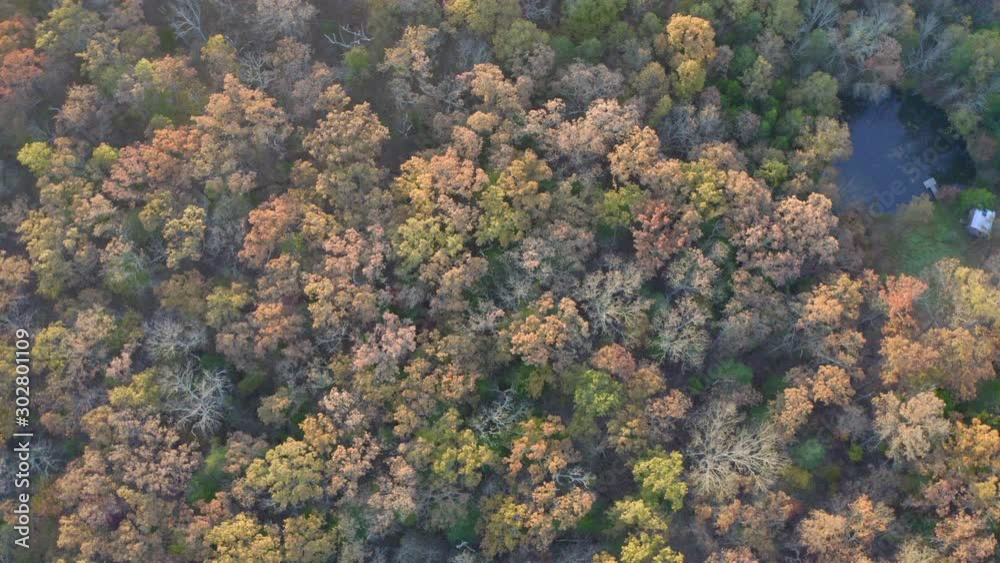 Slow rotating aerial shot over grove of trees in autumn color. Slow rotating aerial shot over grove of trees in autumn color.