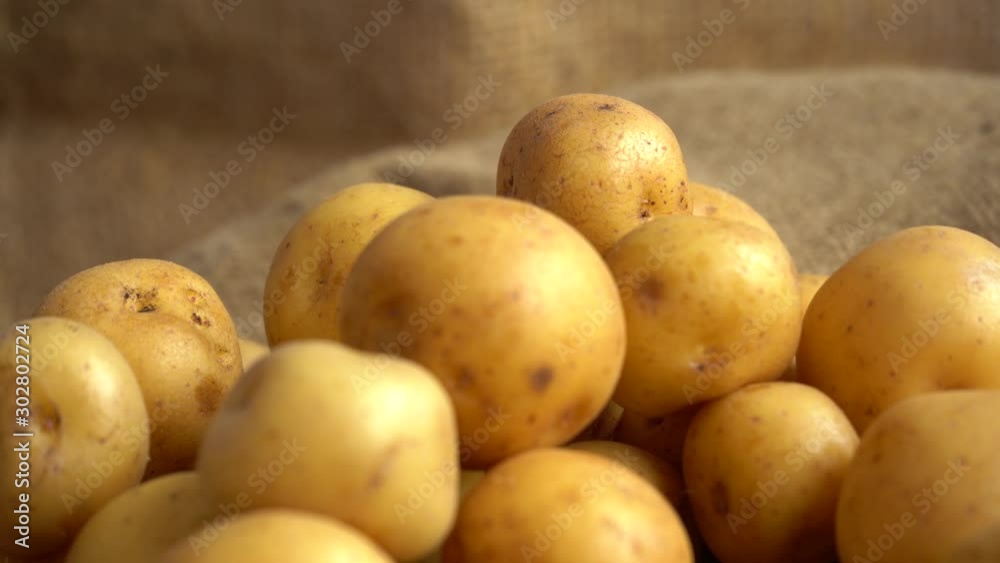 Shallow depth of field of pile of yellow potatoes rotating on a jute mat and a jute background out of focus Shallow depth of field of pile of yellow potatoes rotating on a jute mat and a jute background out of focus