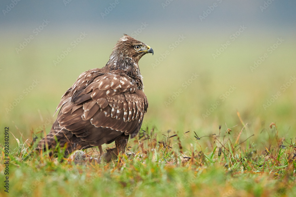 Fototapeta premium Common buzzard (Buteo buteo) close up