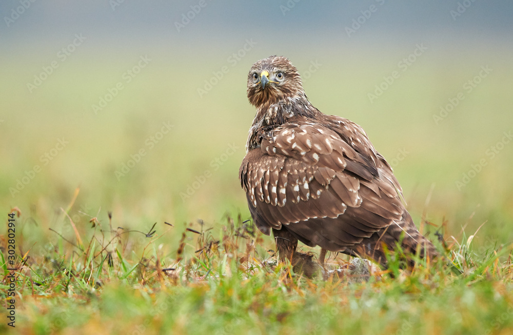 Common buzzard (Buteo buteo) close up