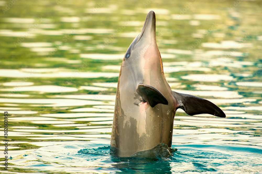 Obraz premium Bottlenose dolphin