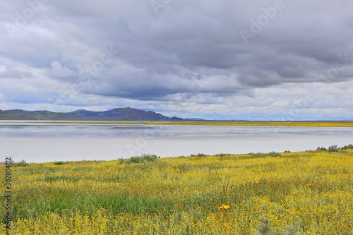 Soda Lake surrounded by wildflowers  Carrizo Plain National Monument  San Luis Obispo County  California.