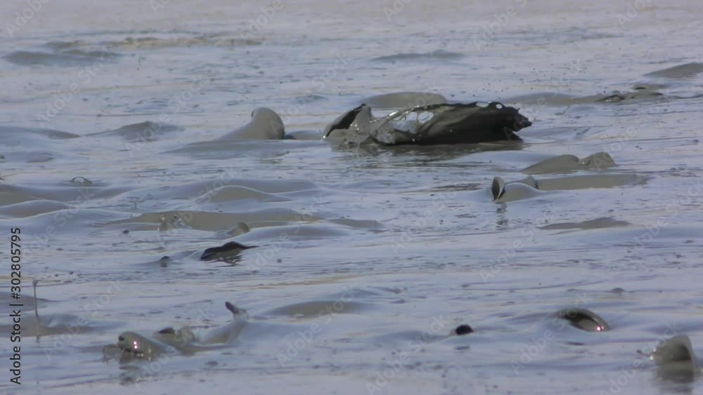 Crowded catfish struggling to stay alive in a drying pond in sever heat during drought. Unless rain comes, the carfish are doomed to die. Sometimes someone gets crazy and everybody is getting scared. Crowded catfish struggling to stay alive in a drying pond in sever heat during drought. Unless rain comes, the carfish are doomed to die. Sometimes someone gets crazy and everybody is getting scared.