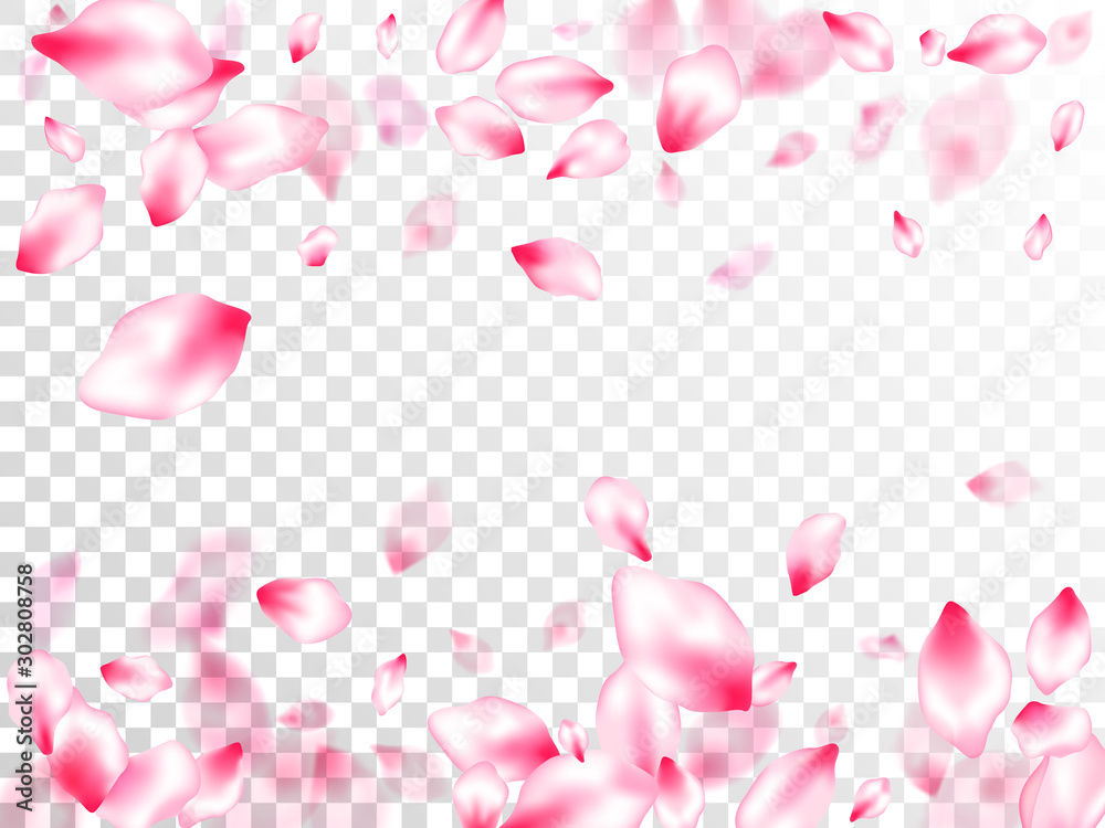 Spring blossom isolated petals flying