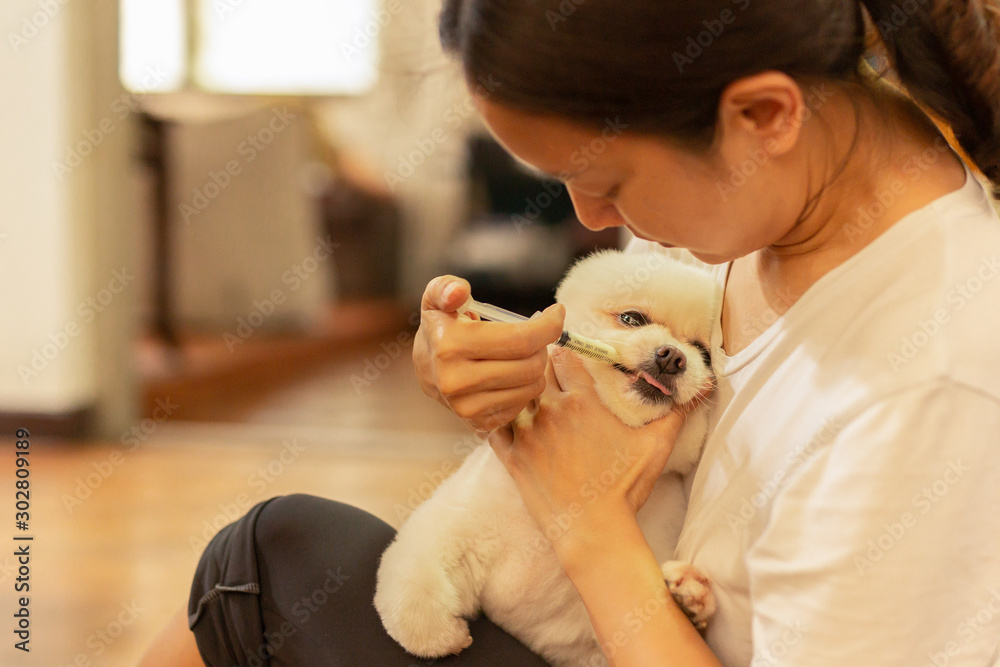 Woman giving medicine to white pomeranian dog with syringe at home. Woman giving medicine to white pomeranian dog with syringe at home.