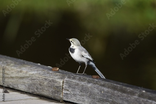 White wagtail / White wagtail is on the water and feeds on insects. Long tail, black head and chest, white cheeks and belly.