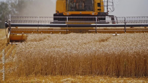 Combine Harvester Cutting Wheat. Harvester machine harvest wheat during work in field