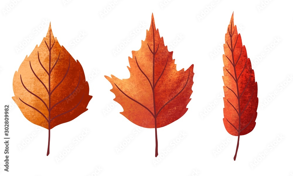 Set of autumn illustration element, Dried leaves on white background. Thanksgiving day concept Set of autumn illustration element, Dried leaves on white background. Thanksgiving day concept