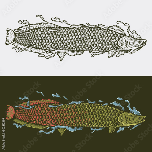 Hand drawing vintage arapaima vector illustration