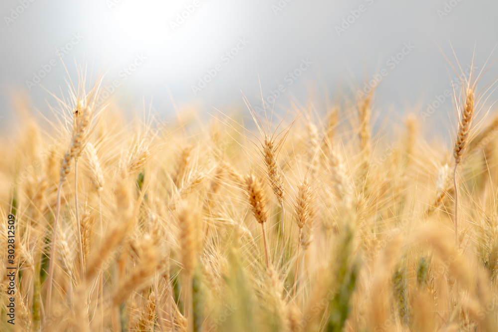 Wheat crop field. Ears of golden wheat close up. Ripening ears of wheat field background. Rich harvest Concept. Wheat crop field. Ears of golden wheat close up. Ripening ears of wheat field background. Rich harvest Concept.