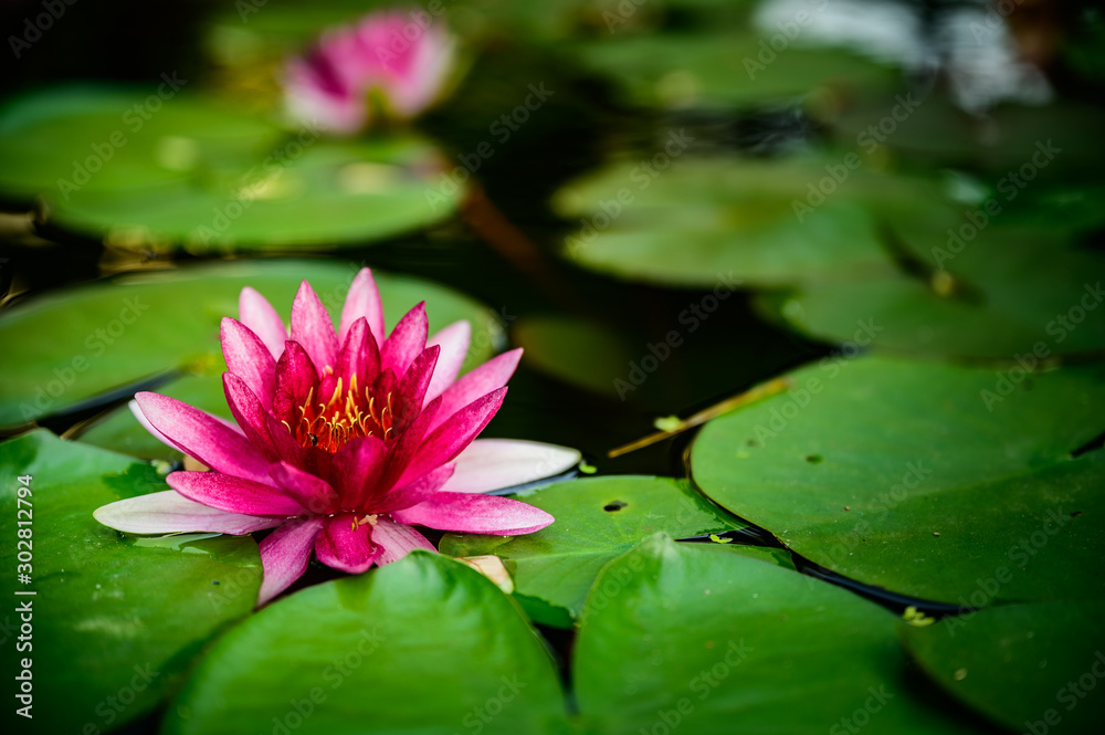 beautiful lotus pink or purple flower on the water after rain in garden. beautiful lotus pink or purple flower on the water after rain in garden.