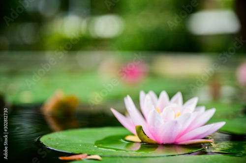 beautiful lotus pink or purple flower on the water after rain in garden.