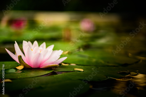 beautiful lotus pink or purple flower on the water after rain in garden.