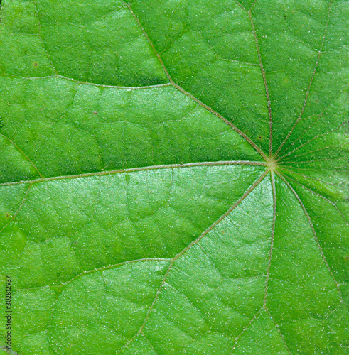 Surface of leaf 1