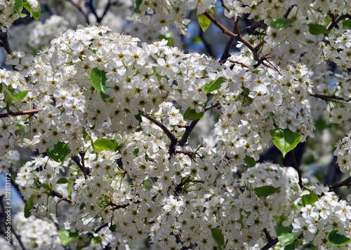 Custers of white blossoms of Bradford pear; a non-fruit-bearing variety well suited to parking lots and street plantings. photo