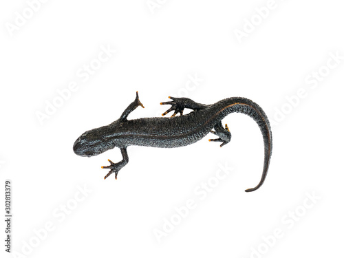 Crawling black lizard Triton isolated on white background.